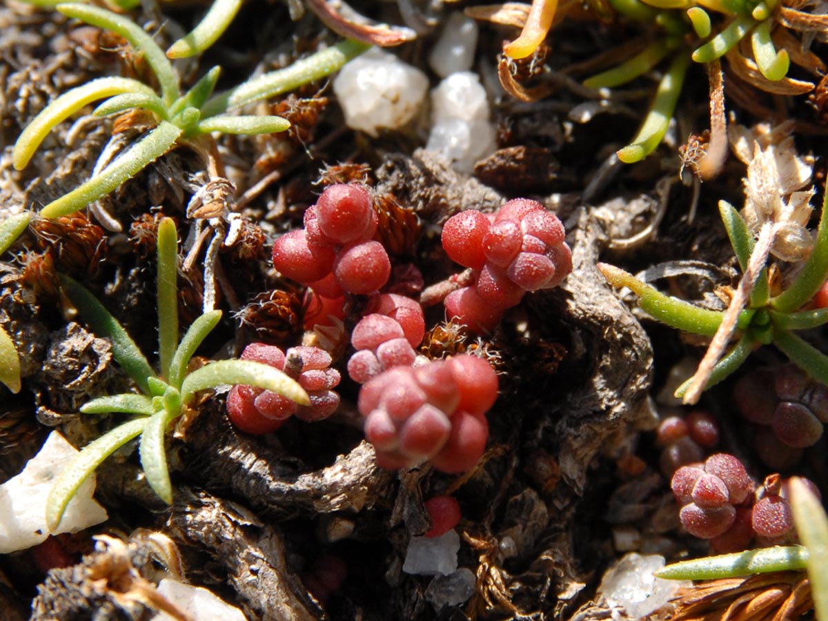 Sedum brevifolium